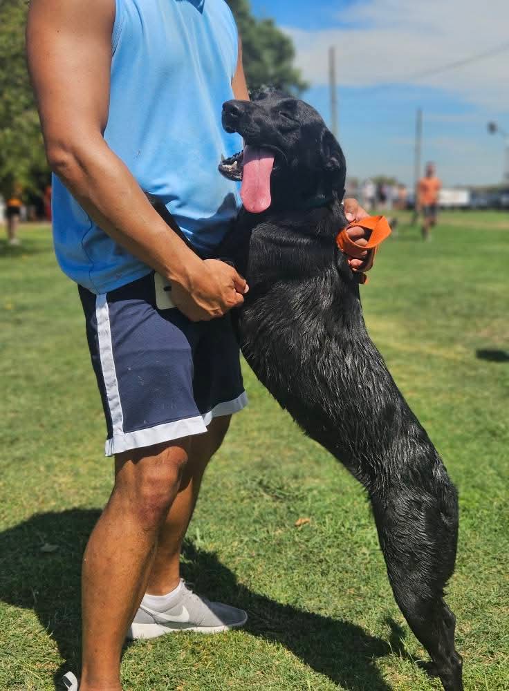 elcampito's tweet photo. 😍 MEGAN EN ADOPCIÓN! 🥹 Mirenla como ella se desvive por mimos y abrazos. 

Todos merecen un hogar donde estos abrazos sean de todos los días, donde la amen para siempre 🥰

Si te enamoraste de Megan, escribinos a adoptantesdelcampito@gmail.com y nos comunicamos con vos 🐾 https://t.co/RmgScf3R4j