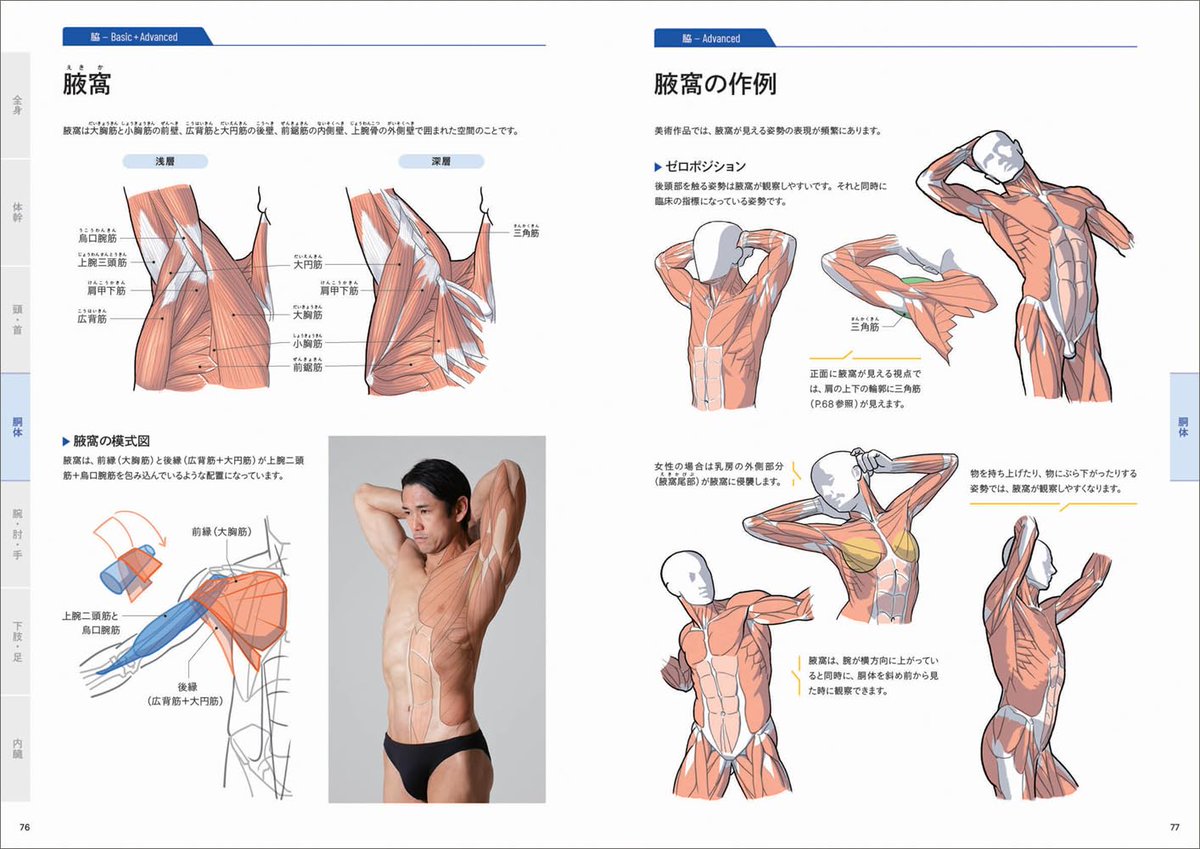 kato_anatomy's tweet image. 『美術解剖学の基本マニュアル』あした発売です。160pとコンパクトですが、イラストと写真合わせて700カットくらいあった気がします。韓国語版と中国語版もでるそうです。amazon.co.jp/dp/4768320244