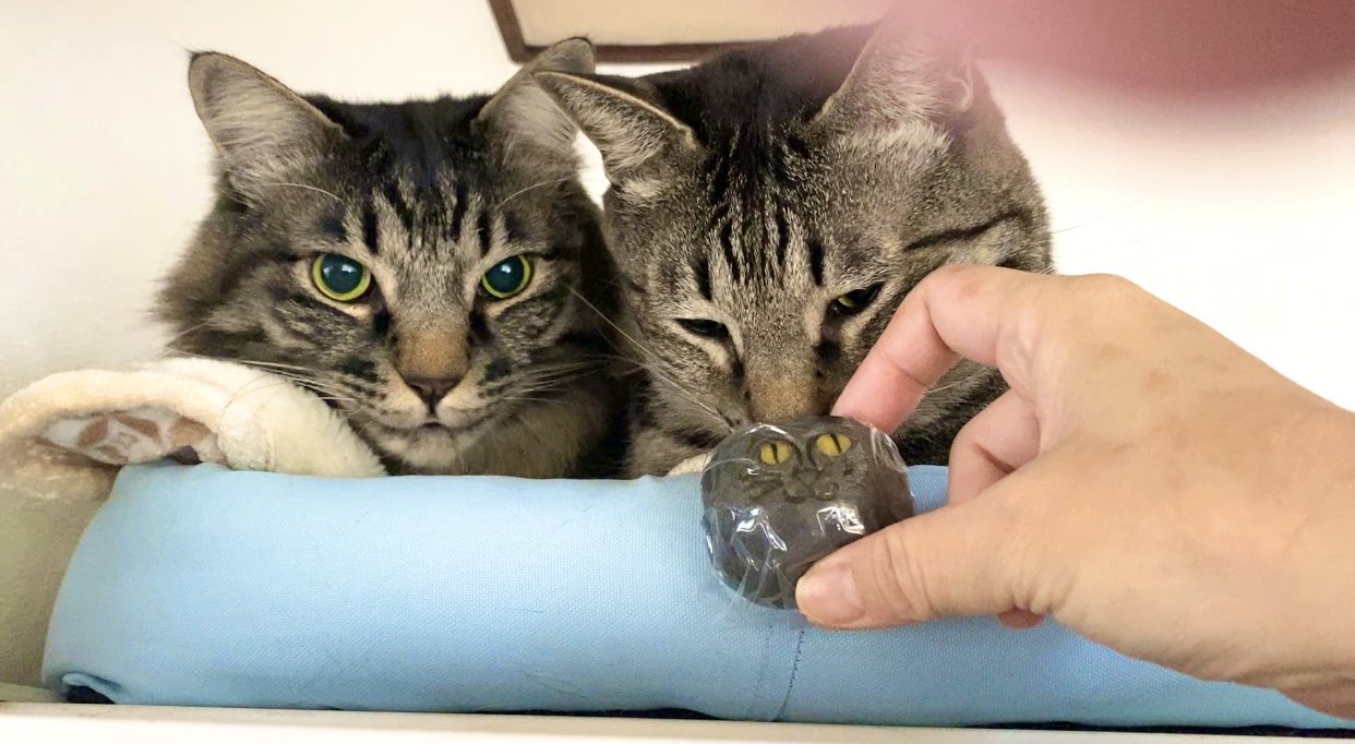 猫ッチョファミリー【元野良猫トラと保護猫ペグテトラッキー 猫ッチョファミリー【元野良猫トラと保護猫ペグテトラッキー