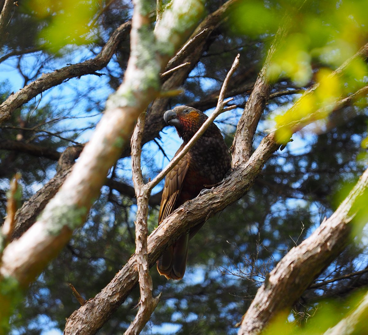 Just 2 days left to enter the final round of the Backyard Birding Photo Competition this season! 📸 🦜 💚 Submit your photos for a chance to win the ever-popular Botanical Bingo: bit.ly/backyardbirdin….  
Photo by Al MacDiarmid titled 'Poseur'
