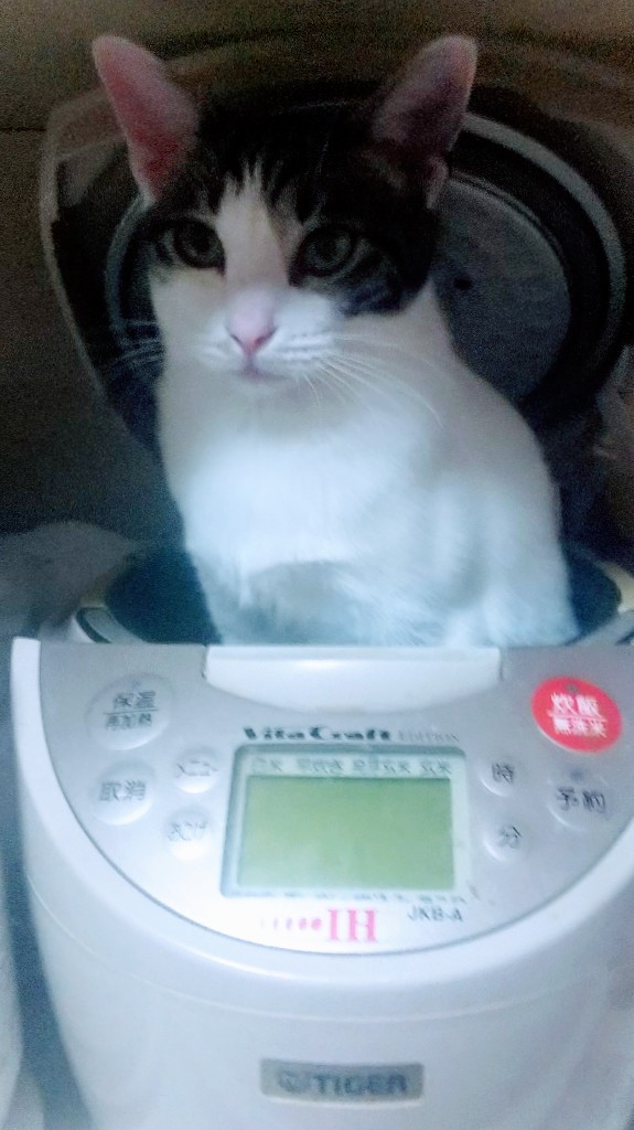 sakutora777's tweet photo. @fuji_ayako うちにも炊きたてのニャンコ居ます🐱❤仲間ですねฅ^•ω•^ฅ https://t.co/lRyLqzMPaq