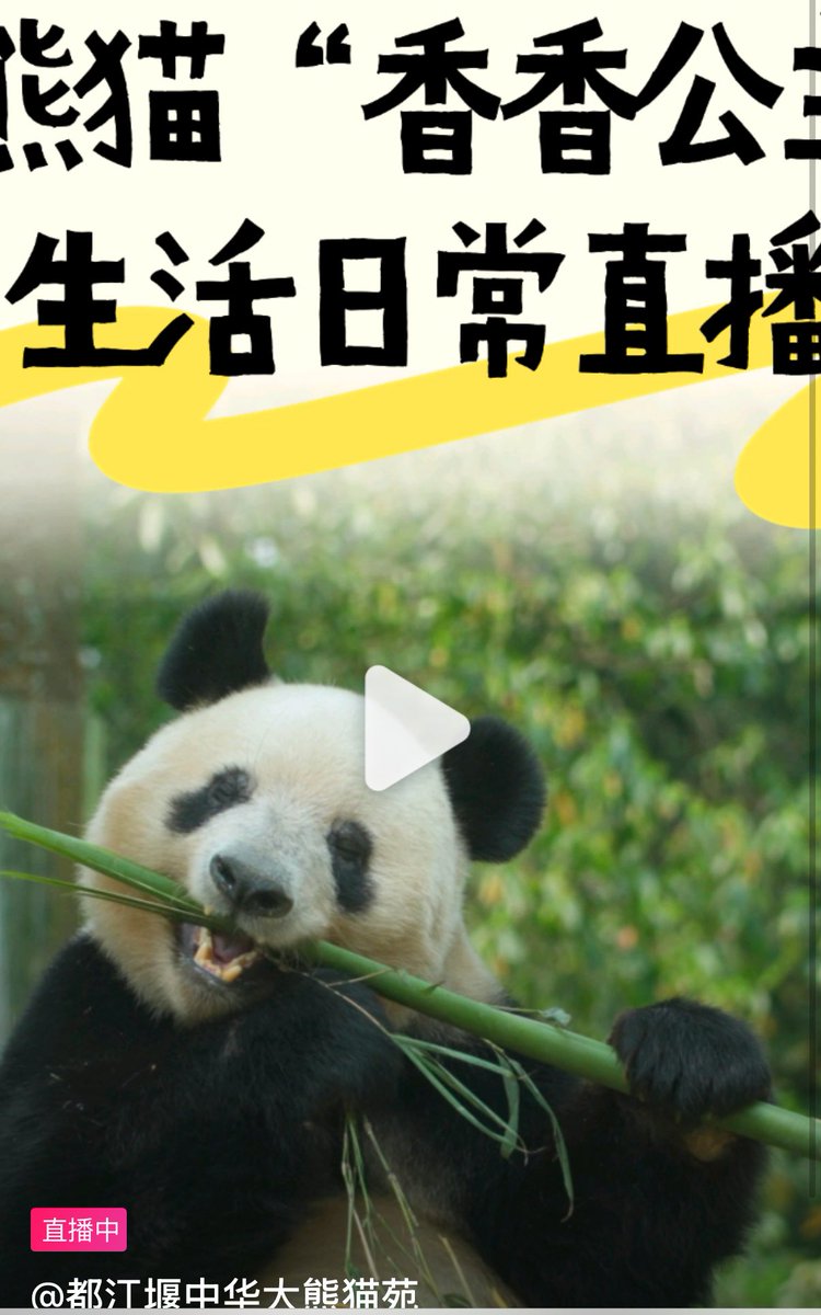 熊猫ページ 熊猫謹製 バックパック PANDIESTA JAPAN 585900 パンディエスタ