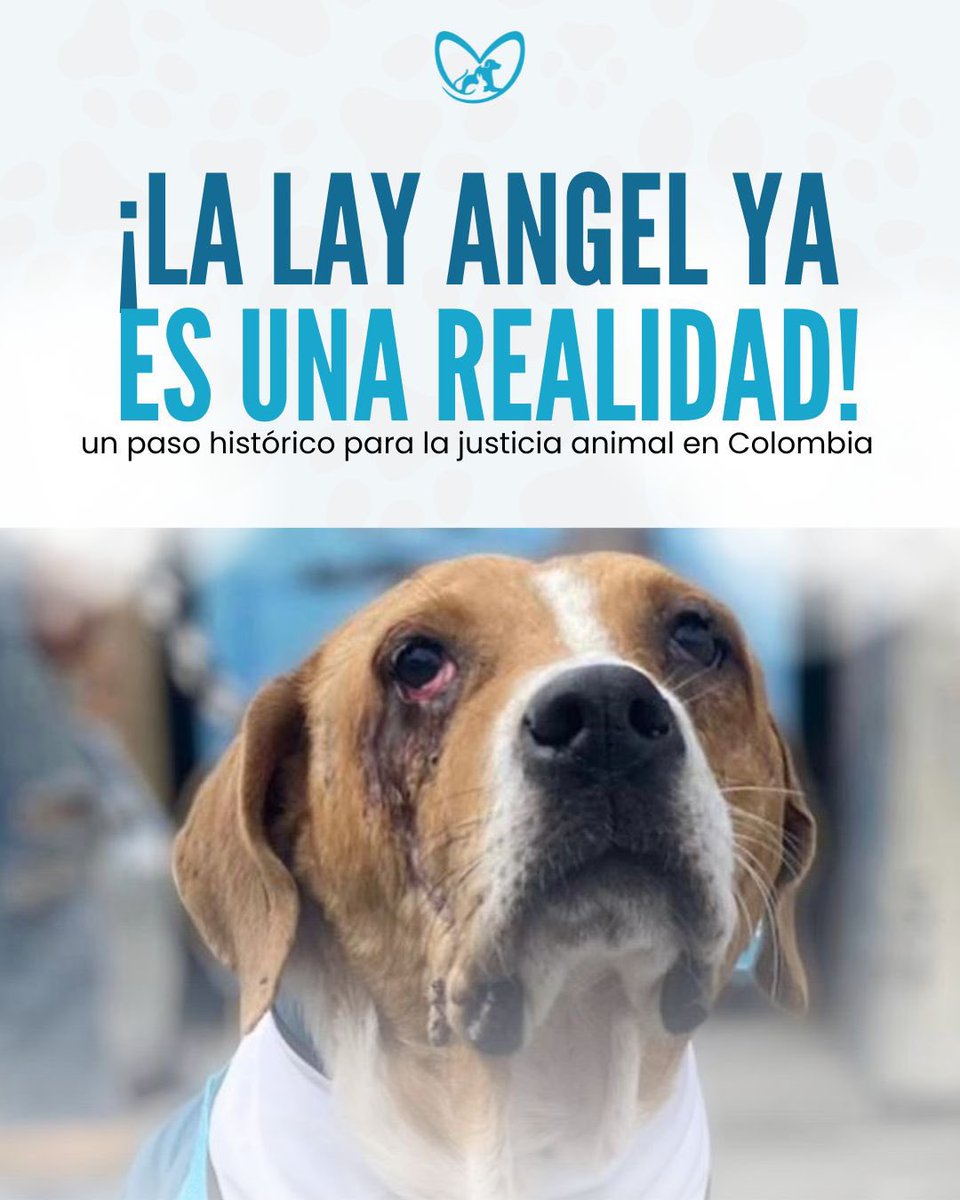 🐾 ¡La #LeyÁngel ha sido aprobada! 🚨

Colombia da un paso histórico en la lucha contra el maltrato animal. Más justicia, sanciones más fuertes y menos impunidad.

Desde Misión Animal Colombia, celebramos este logro y agradecemos a la senadora <a href="/andreanimalidad/">Andrea Padilla |Senado Alianza Verde🌻#️⃣1️⃣4️⃣</a> por su compromiso.