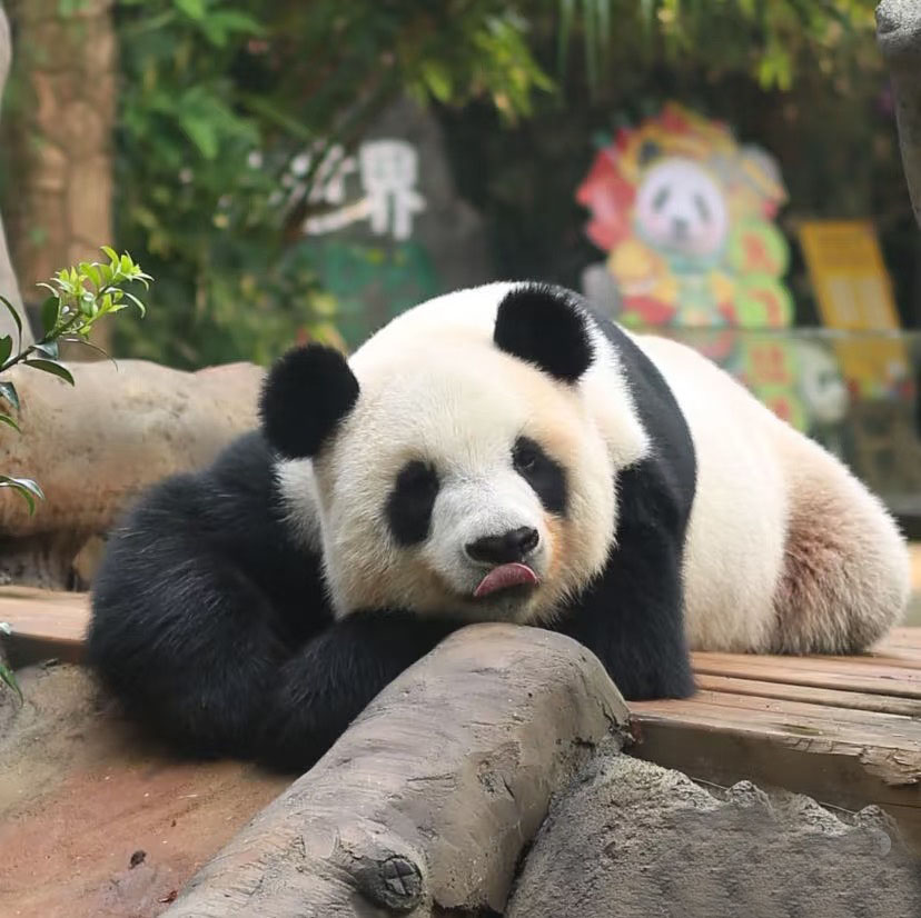 iHaikou2023's tweet image. Spot the Difference with Pandas: Can You Tell Which One is Gonggong and Which One is Shunshun?
#SpringOuting #Pandas #ExploreHaikou