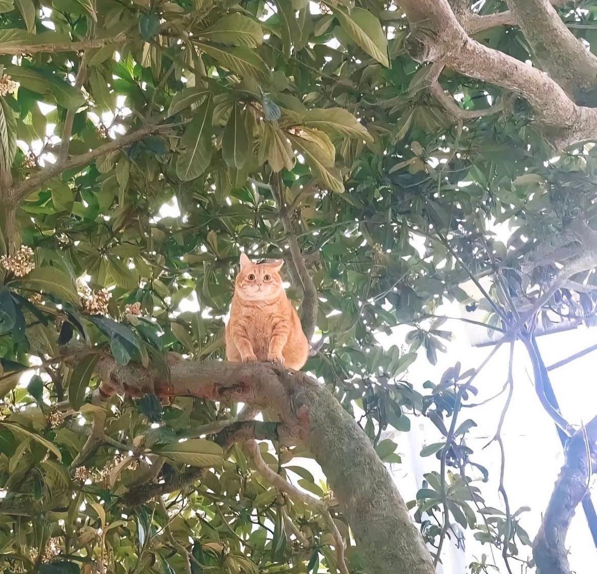 PostsOfCats's tweet photo. last orange of the year is waiting to be picked 🤗🥺 https://t.co/1AeJ4sb1kD