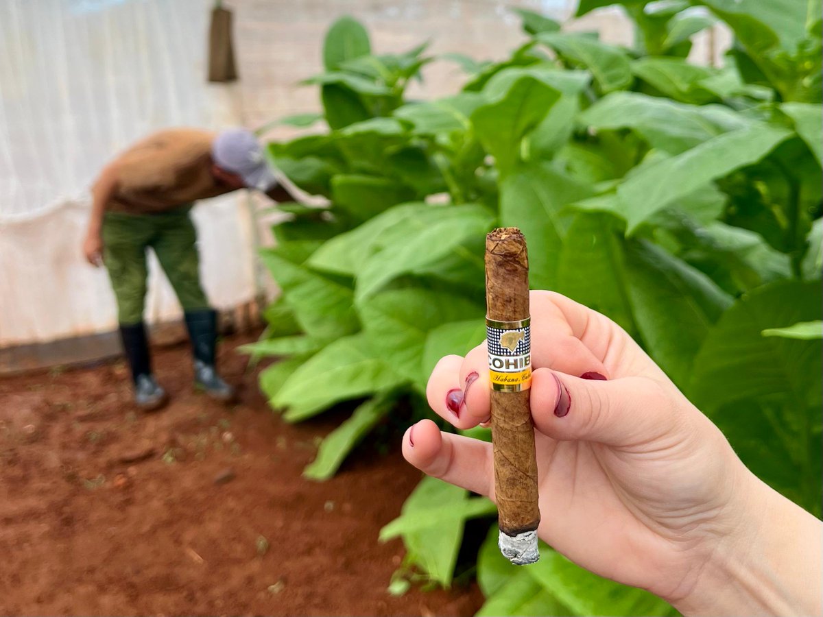 Hoy nos hemos escapado de la Feria Comercial del #25FestivalHabano para visitar  las plantaciones en las que crece el tabaco que luego se convierte en #CubanMiniCigars🍂 Nos ha pillado lluvia, y aún así, nos habríamos quedado allí a vivir 😍