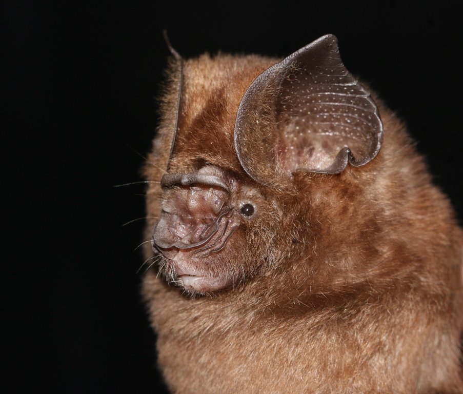 New publication alert 📢📢

Taxonomy of Hipposideros galeritus Cantor, 1846 in South Asia with description of a new species H. srilankaensis and resurrecting H. brachyotus from the synonymy.

mapress.com/zt/article/vie…