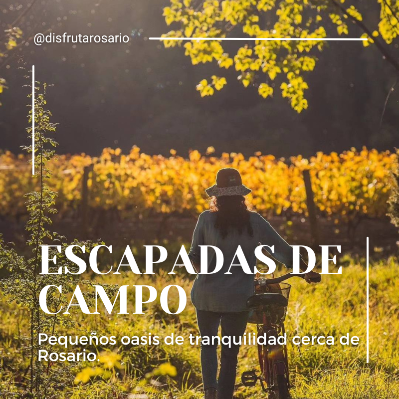 Disfruta Rosario tweet media