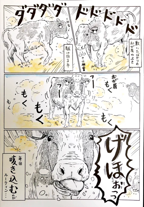 (再掲)
牛床におが屑をまいた時 