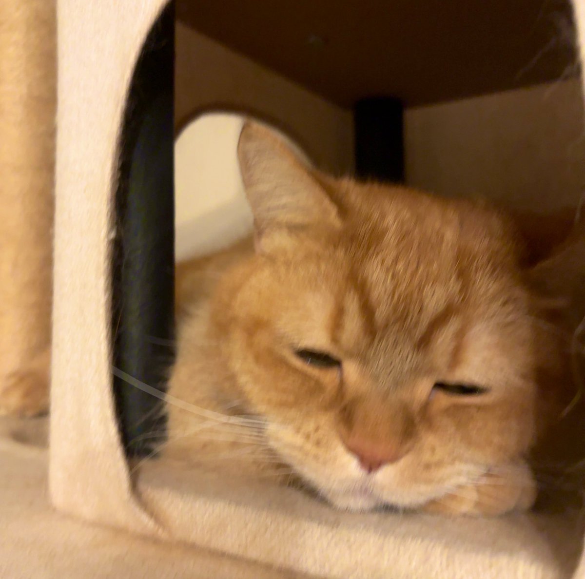 sonichkko's tweet image. レゲエ時間🇯🇲
Alton Black&amp;amp;Blacker🎤
Shabba Ranks 🎤
『A Gal A Watch You🎶』
1988年BIG HIT Tune👍
Love Is Not A Gamble Riddim🔥
どんは別室💤🐈
#AltonBlack
#Blacker
#ShabbaRanks 
#レゲエ #reggae 
#レゲエ好き #dance #vynal
#tokyo #relax #music #fx 
#猫 #cat #wushu #武術太極拳 #love