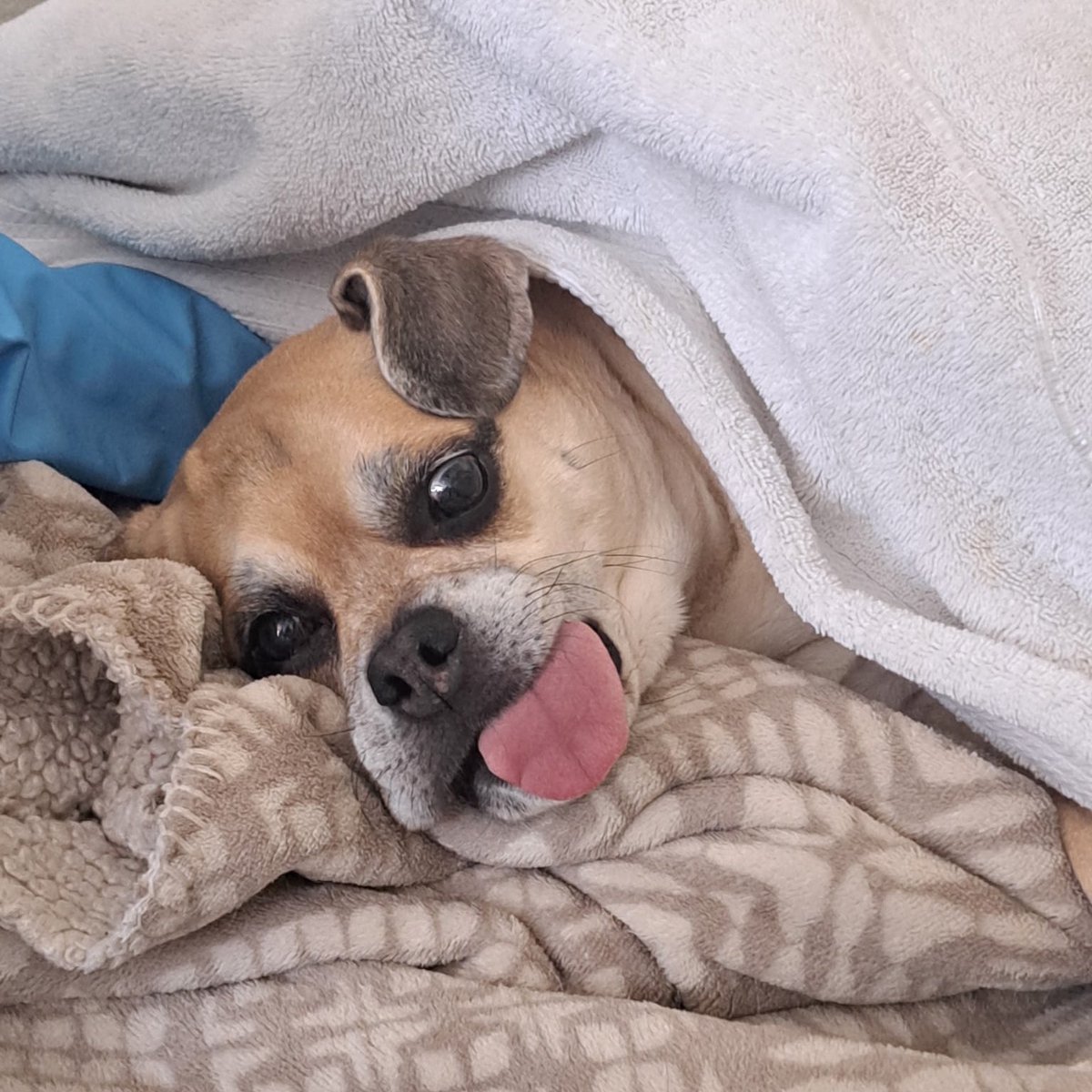 devonlapierre's tweet image. Why’d my vet think this was the reassurance I needed after my dog’s surgery