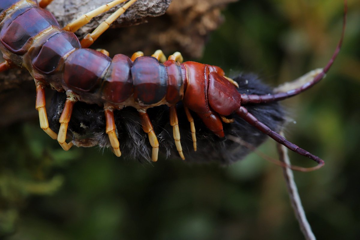 Huangweile0804's tweet photo. scolopendra sp “white leg”
28cm ♂
秘鲁白脚巨人蜈蚣 成体公
捕食老鼠的生态标本
标本师 黄维乐 制作 https://t.co/60sieyTdBE