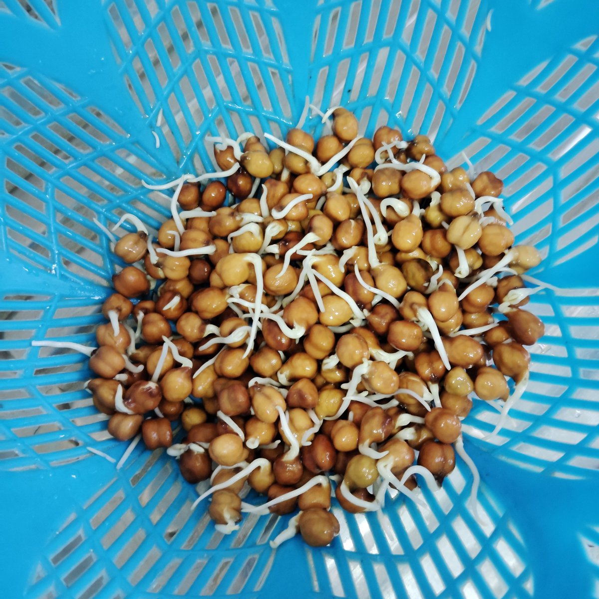 soniakh64294579's tweet photo. #GoodMorningEveryone
Finally nailed it! Successfully sprouted black channa within 3 days 🌱🌱🌱. So happy with the results 🥰😍😇😊
#HealthyEating #HomemadeSprouts
#IkVertrek
#MFW #MainaAndKingangi #paixnidiaekdikisis #Sonia https://t.co/NOHmGwbX1P
