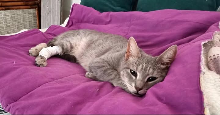 TRANSITO PARA GATITA EN VILLA BALLESTER

El lunes pasado volvía de mi trabajo y encontré una gatita en la calle atropellada. La lleve a la vete y desde ese día esta siendo tratada en vete Burgess. Tuvo un golpe en la cadera. Esta luxada no tiene mas nada q eso. ⬇️