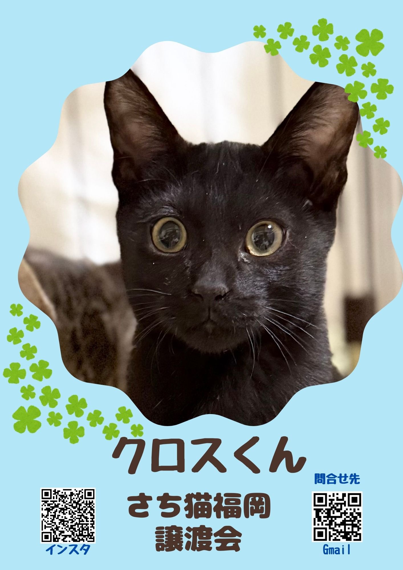 さち猫福岡譲渡会 on X: 
