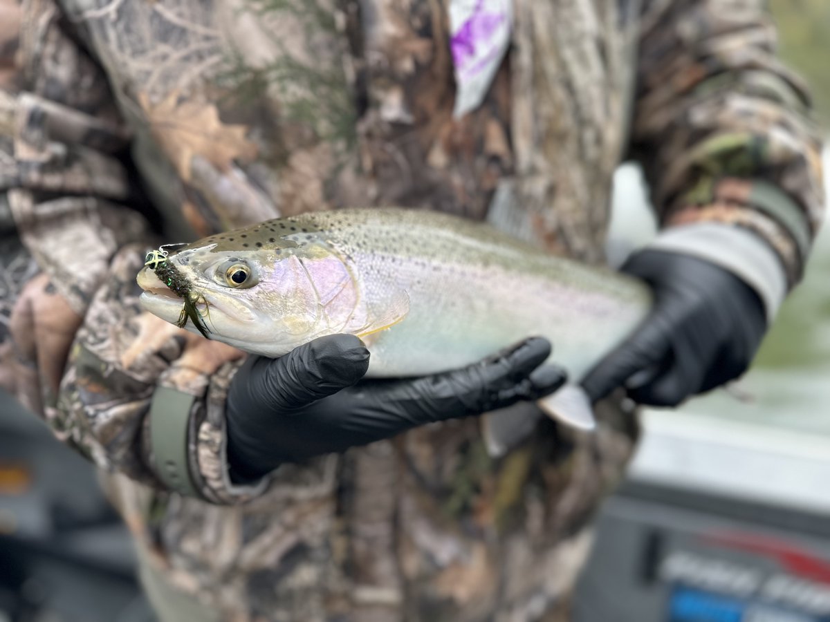 GLPrimitive's tweet photo. Lutke Tackle LLC Marabou Jigs were the game-changer this weekend! The bite started slow, but by day's end, our camera roll was full of stunning catches. We even landed a bonus brown that couldn’t resist!

@lutketackle #HookedForLife #puremichigan #fishing #trout #outdooradventure https://t.co/V5jYEuHdzj