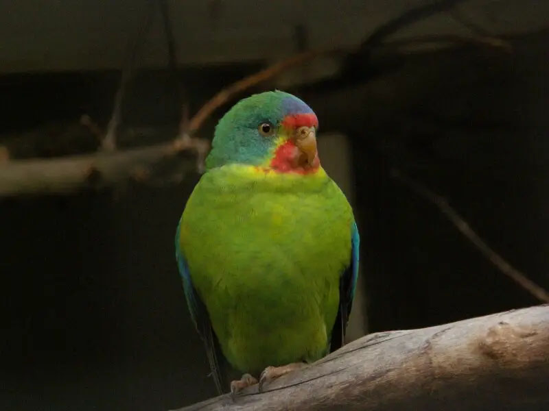 Happy Wildlife Wednesday! Meet the Swift Parrot, known as swift waylitja to palawa people of lutruwita! 🦜

This bird has developed a sweet tooth, specifically seeking out trees infested with crystallised coverings made by insects that are basically pure starch!

📷: Animalia