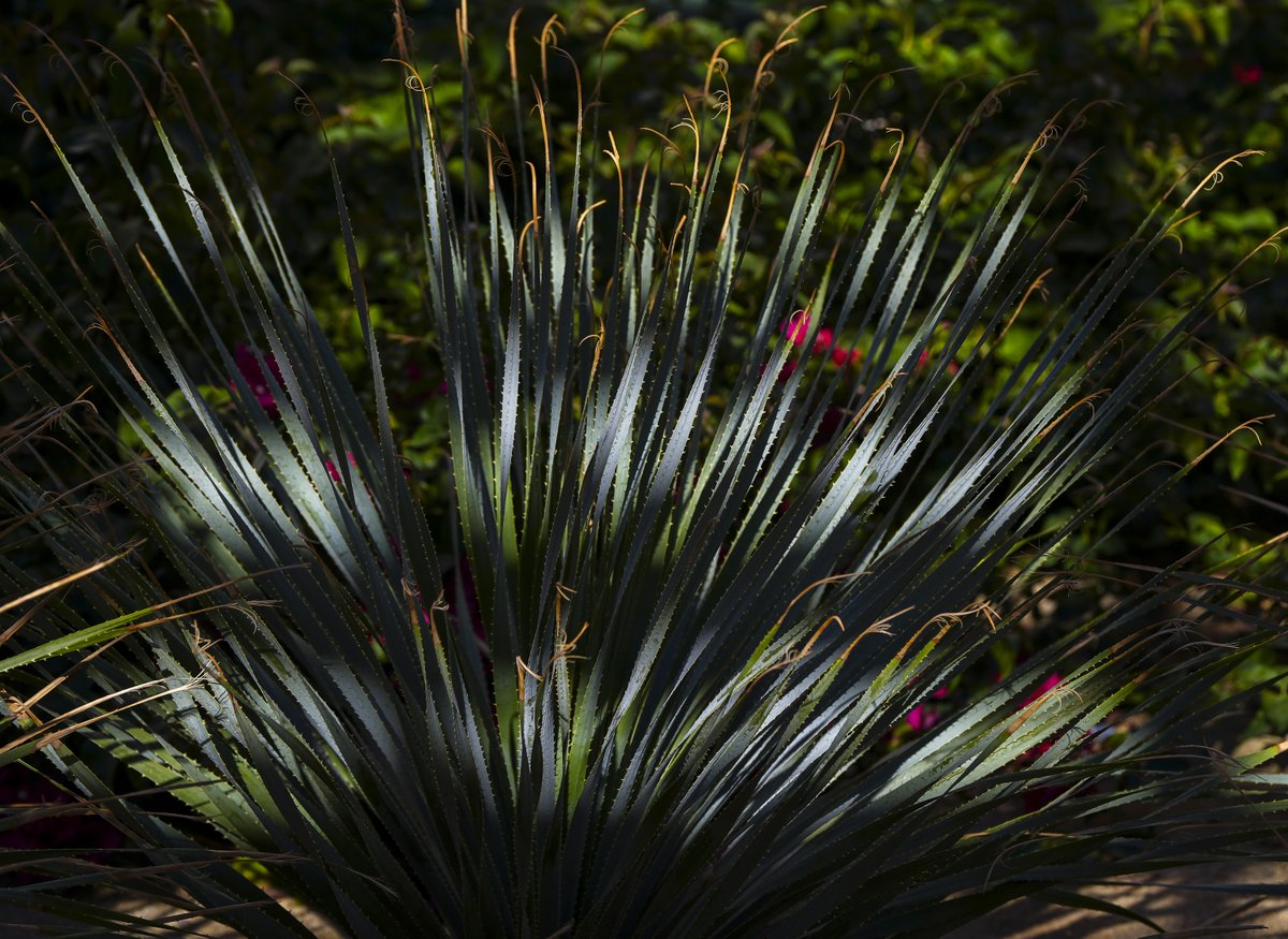 From a walk in downtown Coachella today