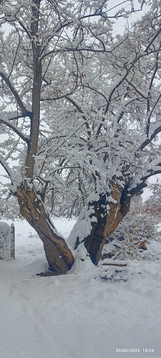 Pertek
13 Şubat 2025.