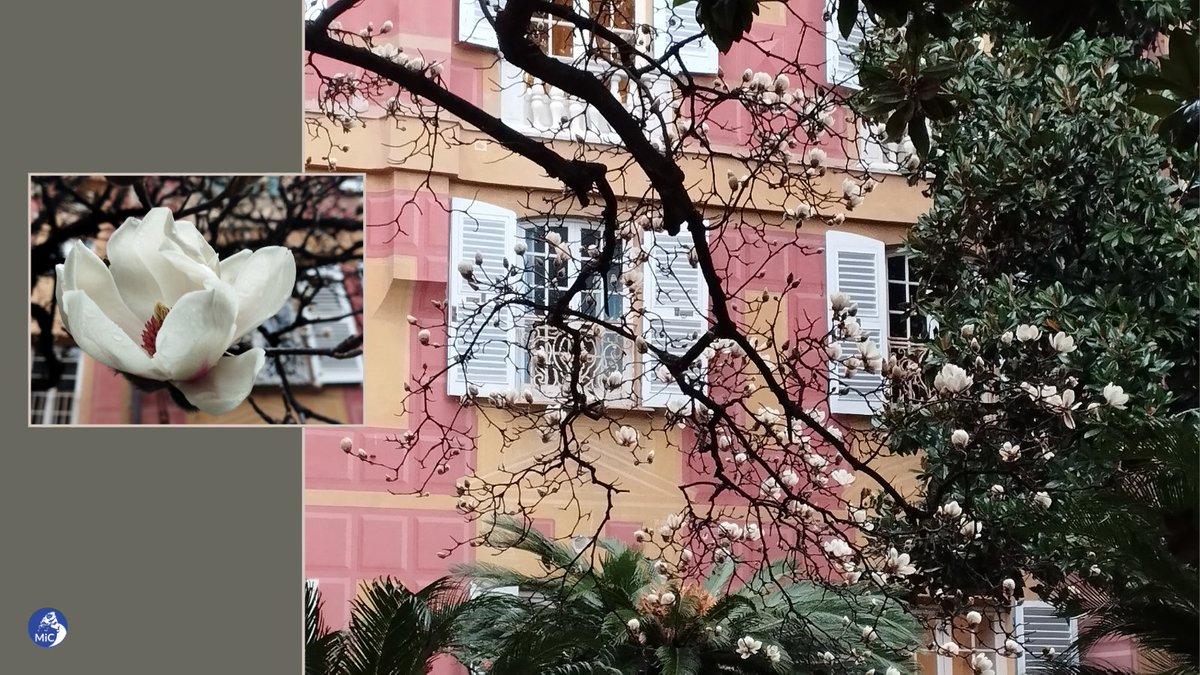 E intanto, nel #giardinosegreto di #PalazzoReale...
#MiC #SRLig #cisiamoquasi