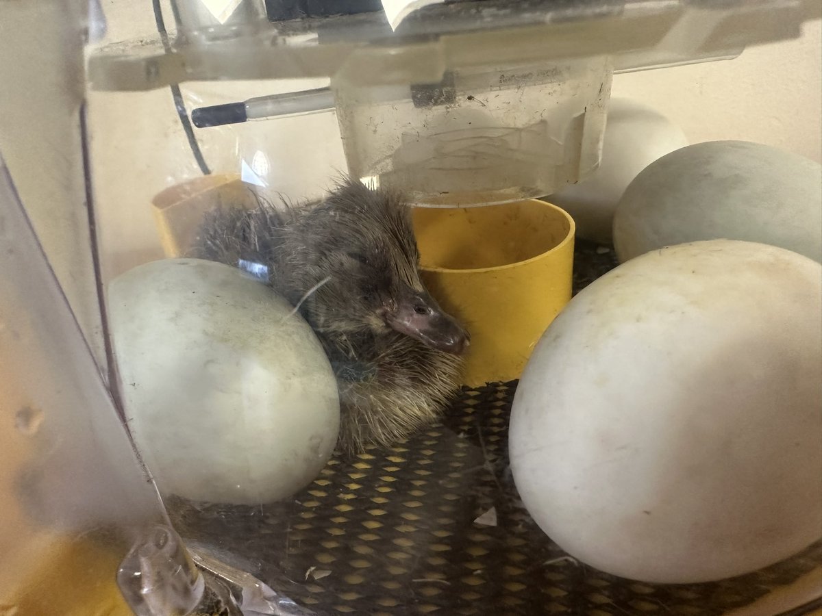St.Hilda's Primary (@school_sthildas) on Twitter photo Our first duckling has hatched in reception class. Name tbc when the children arrive 🐣 <a href="/VantageAcademi1/">Vantage Academy Trust</a> Our first duckling has hatched in reception class. Name tbc when the children arrive 🐣 <a href="/VantageAcademi1/">Vantage Academy Trust</a>