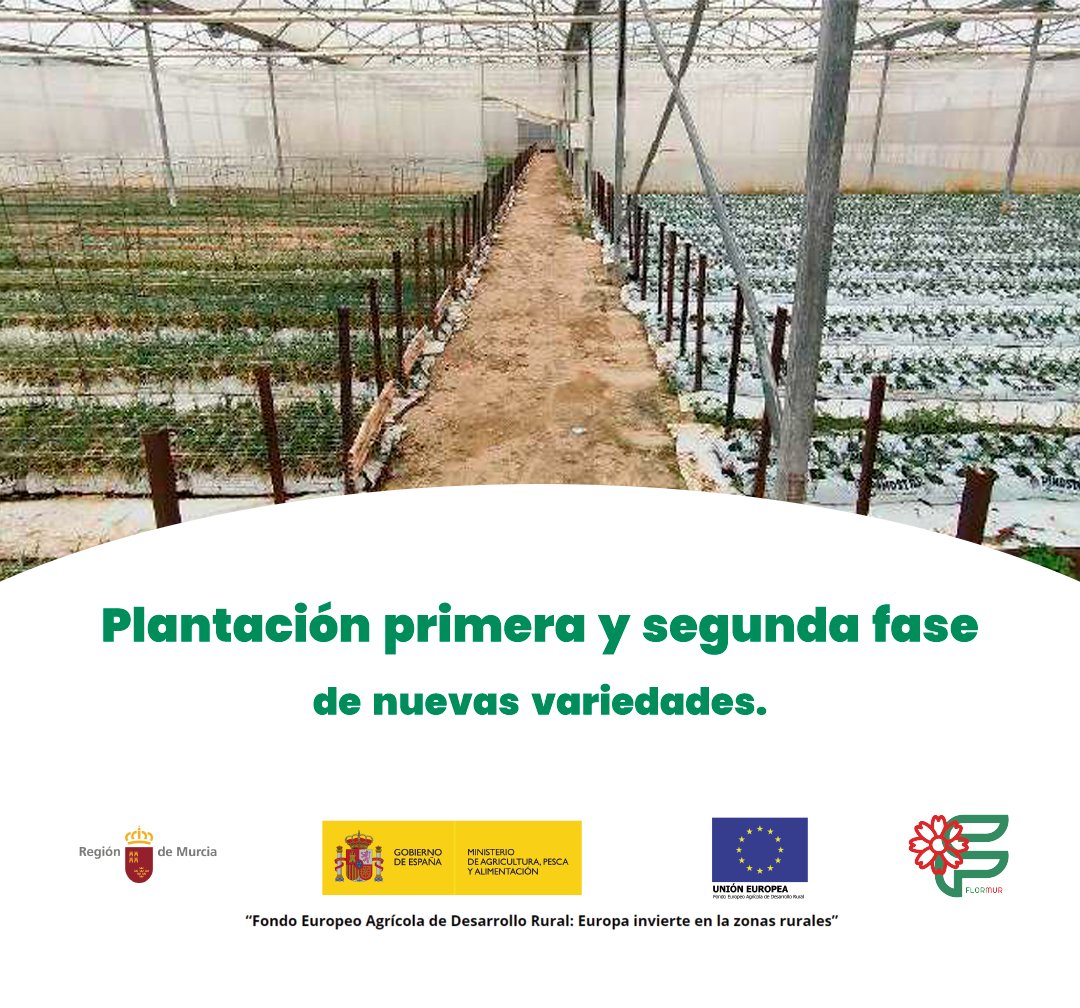 En esta imagen os enseñamos las distintas fases de plantación: la primera fase (izquierda), la segunda fase con nuevas variedades (derecha). Y de frente podemos ver la malla antitrips de separación entre módulos.

#canaraflor #clavel #trips #florcortada #murcia #FondosUE @mapagob