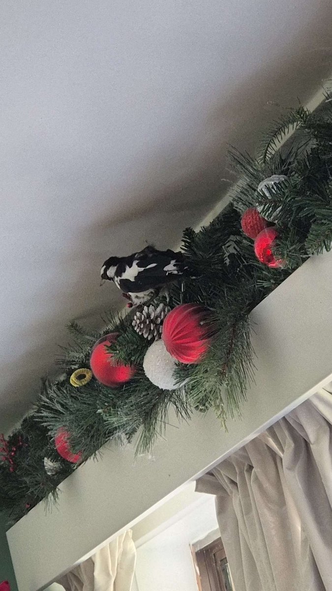 Today we saved this little one from drowning &amp; let it have a second chance at life. #wildlife #wildbirds #caringforwildlife