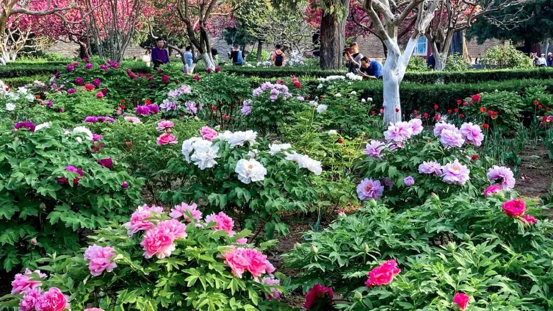 AmazingTaian's tweet photo. #Spring is in the air🌺🌹💐! Get ready for a vibrant #Taian ahead - blooming with beauty and endless possibilities☀️☀️! #BeautifulTaian #TaianSpring https://t.co/xsZ8wrGHLd