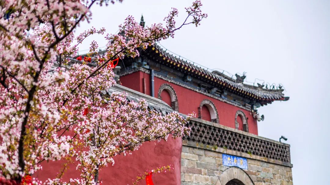 AmazingTaian's tweet photo. #Spring is in the air🌺🌹💐! Get ready for a vibrant #Taian ahead - blooming with beauty and endless possibilities☀️☀️! #BeautifulTaian #TaianSpring https://t.co/xsZ8wrGHLd