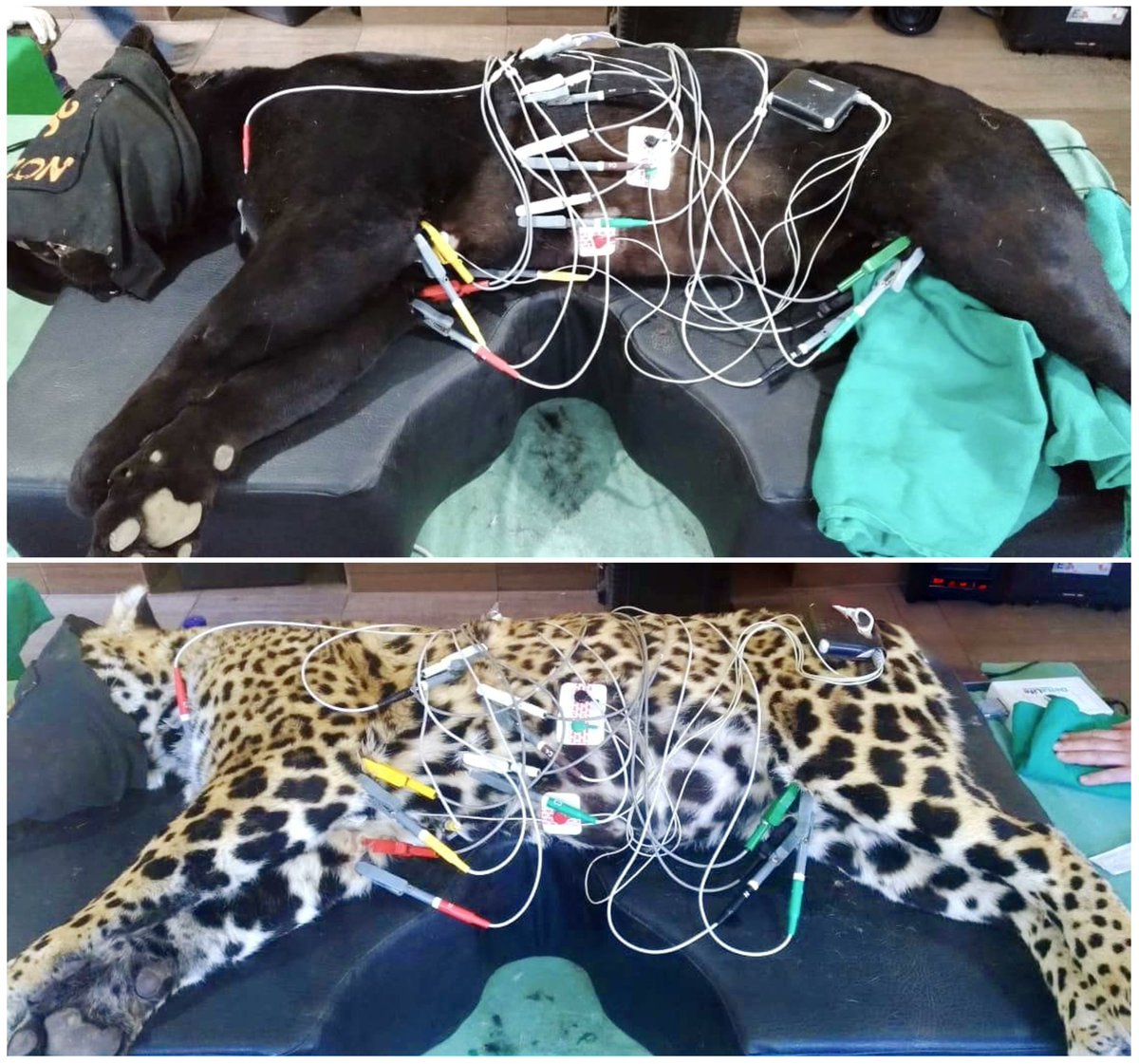 Jaguars are key for ecosystem balance but face threats. A study on 15 healthy jaguars found their anesthesia protocol safe and provided valuable cardiovascular data. Heart rates averaged 72 bpm. More research needed.

mdpi.com/2673-5636/6/1/…