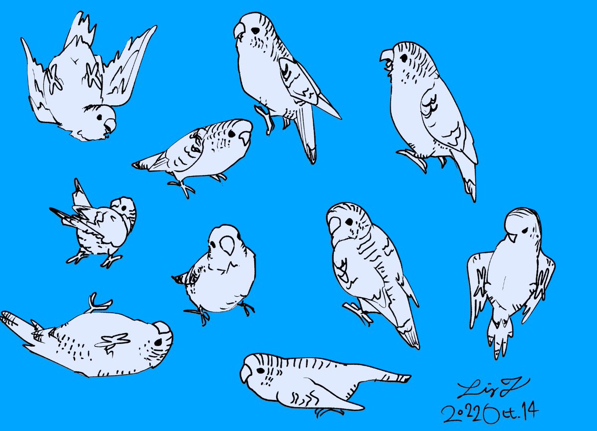 鳥さんを愛しているから、信念を持って今は飼わないのです。 