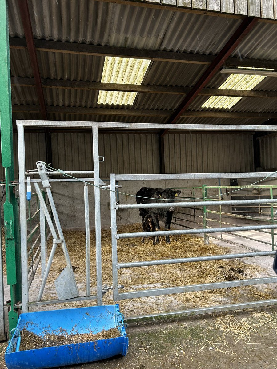 And we are off! A TeMania Nebo heifer calf born unassisted to a Fordel Draft Pick heifer 👌
#aberdeenangus