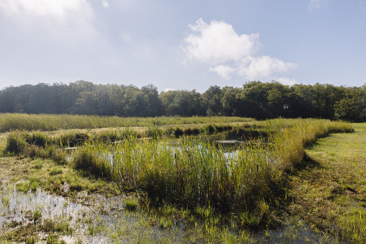 Prachtig nieuws! Dankzij een subsidie van 1,5 miljoen euro van de <a href="/provgroningen/">Provincie Groningen</a> 
kunnen we een grote stap zetten in het herstel van de laagveenvegetatie in de Harener Wildernis en de Oosterpolder. Twee belangrijke natuurgebieden in het Hunzedal. 

🌿groningerlandschap.nl/actualiteiten/…