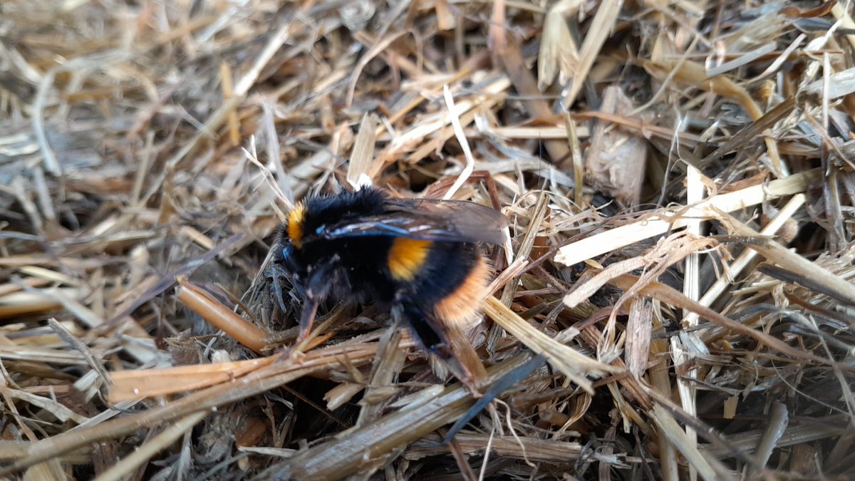 A farm near Gorey @ballyowenbioschool were delighted to report seeing their first Buff-tailed bumblebee of the year.
 
It was resting on the silage and moved to a Dandelion for some much-needed nectar.

Report your bumblebee sightings to <a href="/BioDataCentre/">Biodiversity Ireland</a> 

#farmlandbiodiversity