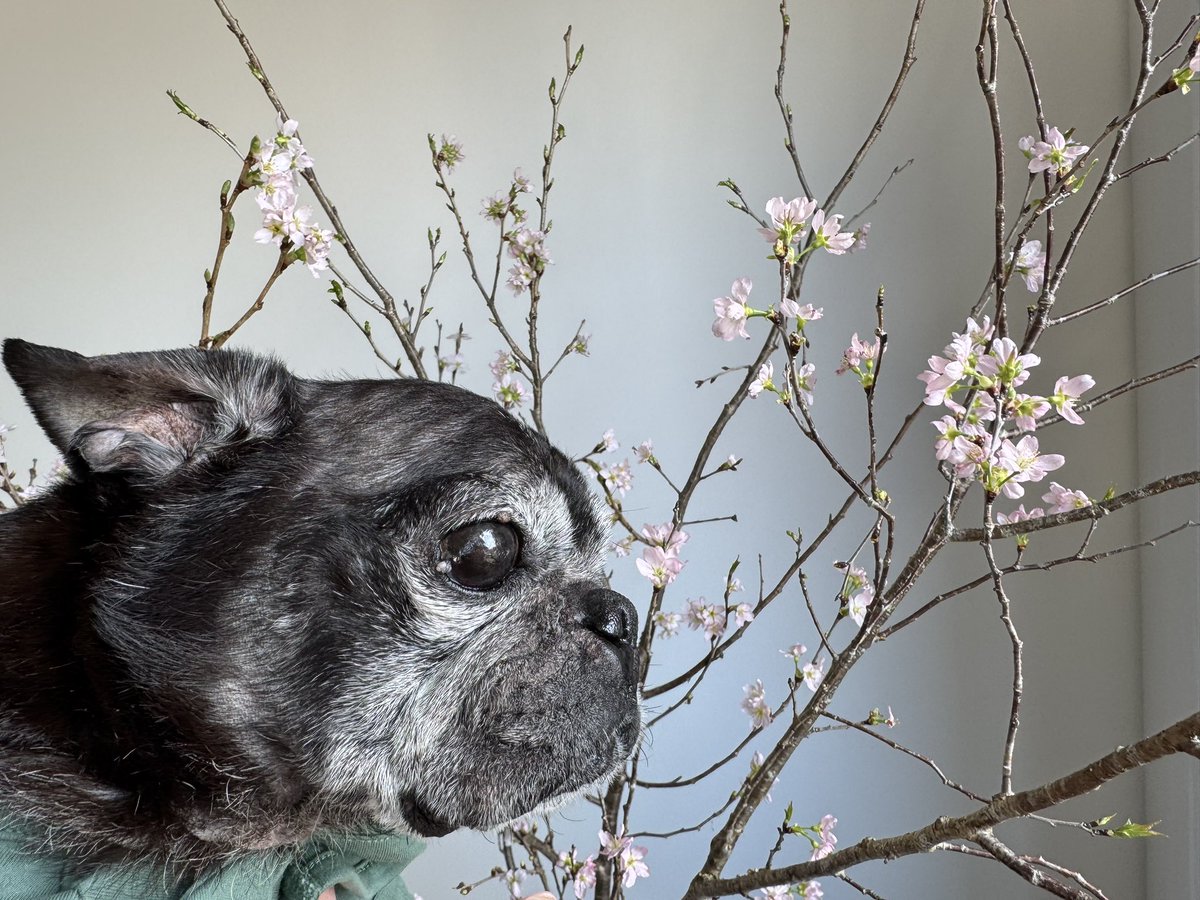 セブン🐶パグ17才 (@noir_blanc2021) / Posts / X