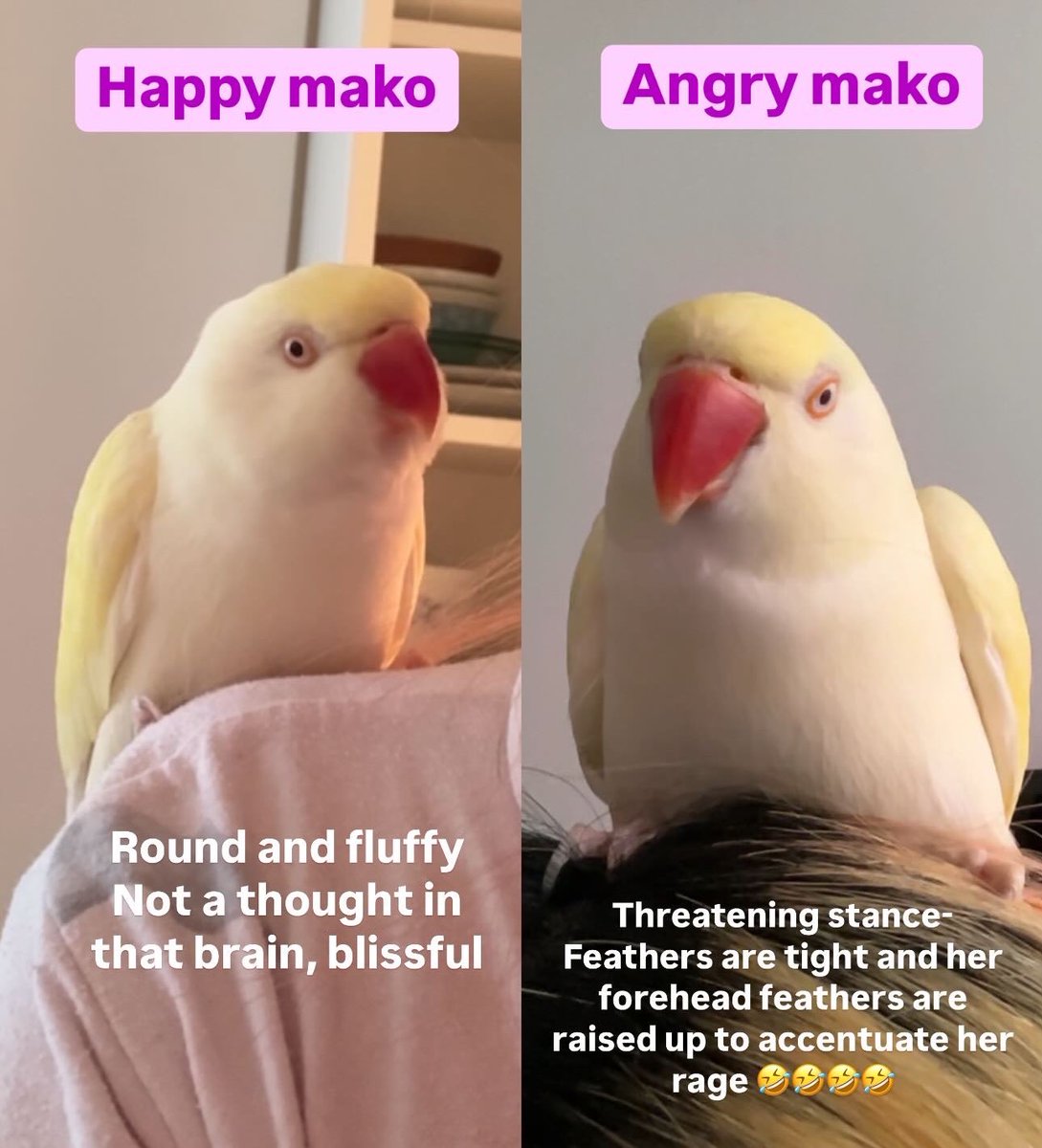🐥 makohouse 🇨🇦 tweet media