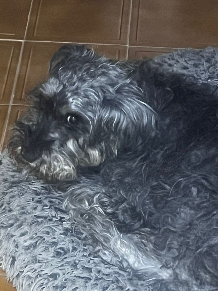 Moni_PS's tweet photo. Gracias por todo Roedor.
Nos dejas con el corazón destrozado. 24/02/25 
Seguramente ya viste a mi flaca y están platicando.
Descansa pequeña https://t.co/RMp7uub547