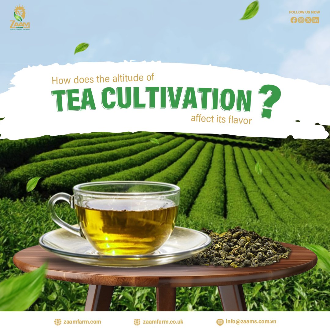 🌿 High-altitude tea – Smooth, sweet, and deep aftertaste!
🍃 Low-altitude tea – Bold, strong, and robust!

💭 Which flavor do you prefer?

#zaamfarm #kabulchai #greentea #tealovers #premiumtea #highaltitudetea #lowaltitudetea #teaculture #teatasting #healthylifestyle #teatime