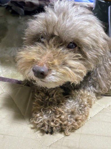 【⚠️迷子犬捜索中】🎈
🐶🆘茨城県〝チップ君♂〟
🔹2023.10.18
◾️ひたちなか市勝田の自宅より逸走
⚠️2/26 お昼頃
◼️ひたちなか市馬渡2525-85付近
長い時間放浪を続けていたような子の情報でチップ君の可能性もあります。住宅地ですので、まだこの周辺にいると思われます。ご協力をお願い致します🙏