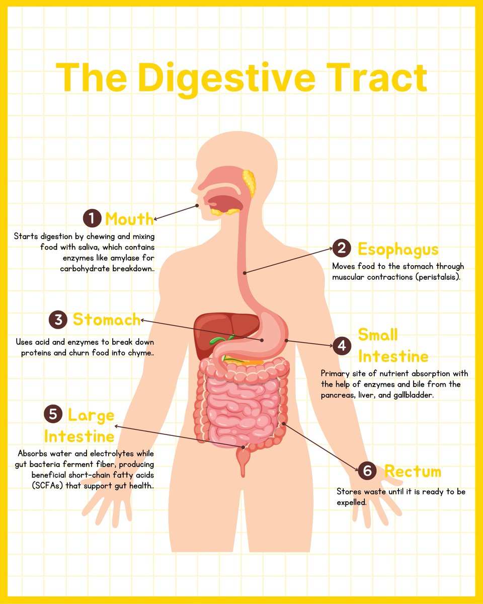 advagensg's tweet image. Your #digestivetract is like a well-organized highway, starting at your mouth and stretching all the way to the exit. When everything functions optimally, digestion, nutrient absorption, and waste elimination occur efficiently.
#DigestionMatters #GutHealth #ADVAGENPrebio
