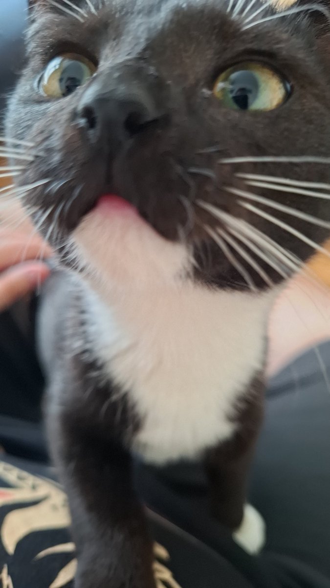 CatsWhichAreAbnormallyCloseToCameras tweet media