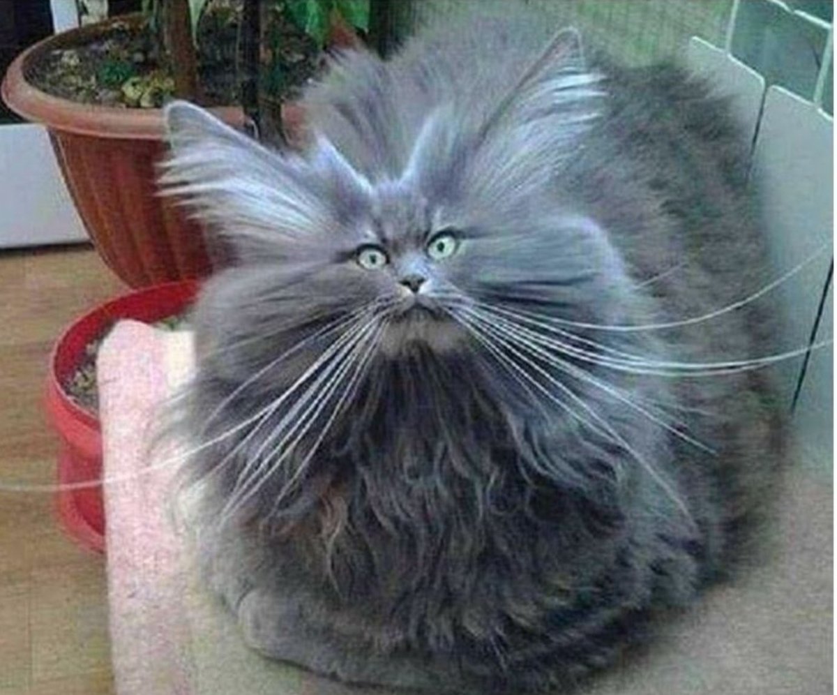 .

Questa umidità mi sta' uccidendo i capelli!

🩶𓂃𓈒𓂂𓏲 🐈‍⬛