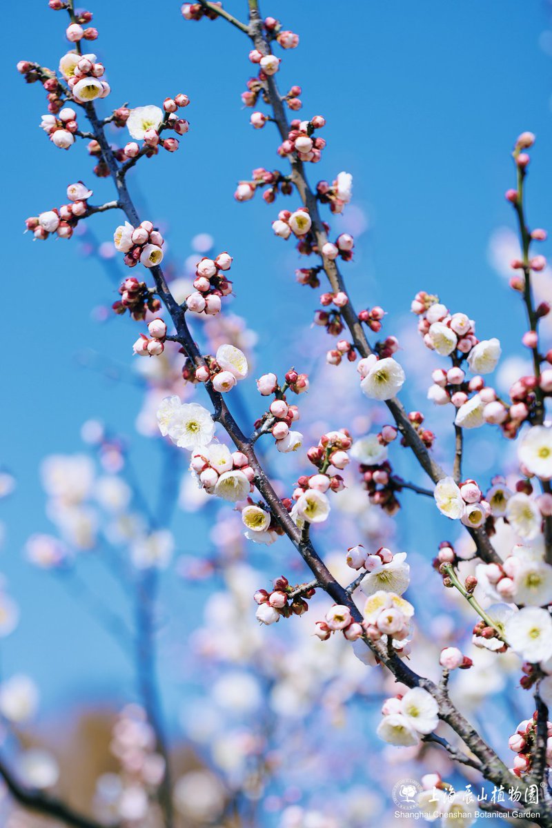 VisitSongjiang's tweet image. 🌸Inside Chenshan Botanical Garden, the #PlumBlossoms have ushered in their most dazzling moment of the year! Amidst this sea of flowers, #blackswans leisurely drift along, adding a touch of liveliness and harmony to this springtime tableau.

📸Shanghai Chenshan Botanical Garden
