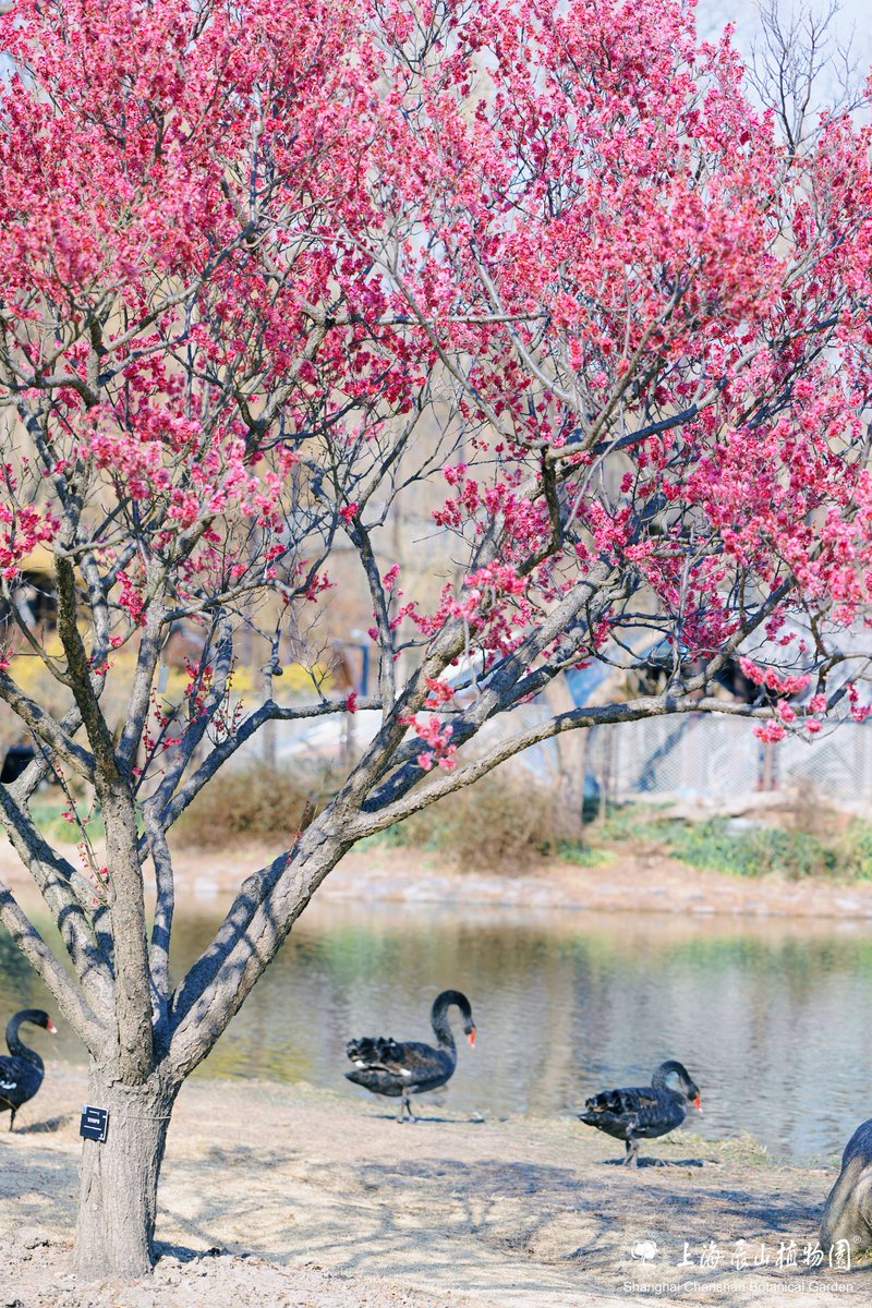 VisitSongjiang's tweet image. 🌸Inside Chenshan Botanical Garden, the #PlumBlossoms have ushered in their most dazzling moment of the year! Amidst this sea of flowers, #blackswans leisurely drift along, adding a touch of liveliness and harmony to this springtime tableau.

📸Shanghai Chenshan Botanical Garden