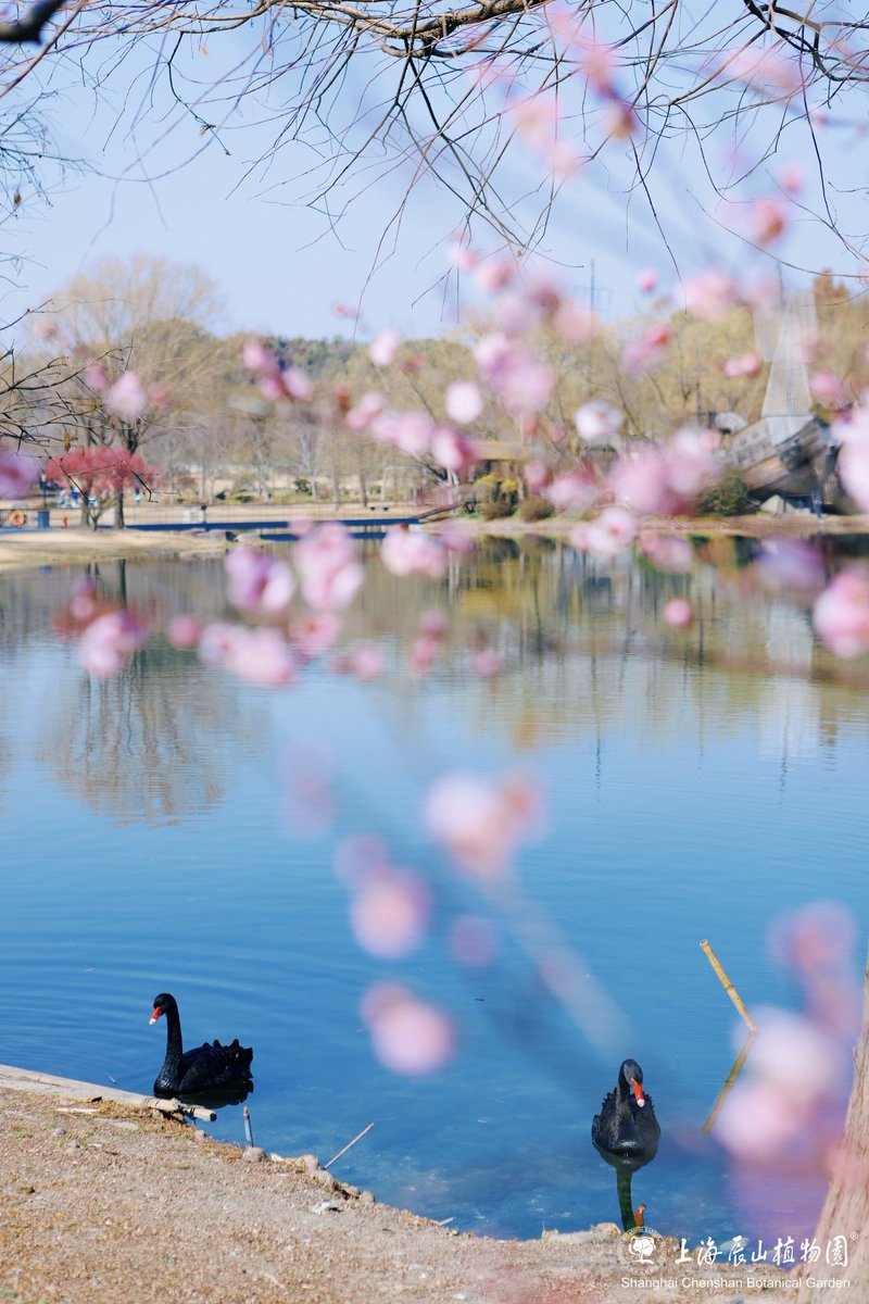 VisitSongjiang's tweet image. 🌸Inside Chenshan Botanical Garden, the #PlumBlossoms have ushered in their most dazzling moment of the year! Amidst this sea of flowers, #blackswans leisurely drift along, adding a touch of liveliness and harmony to this springtime tableau.

📸Shanghai Chenshan Botanical Garden