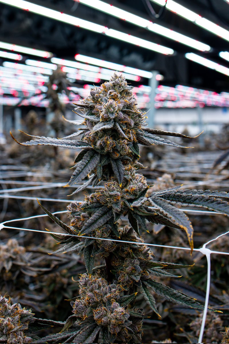 Blue Nerdz by <a href="/ExoticLifeCHI/">Exotic Life</a>