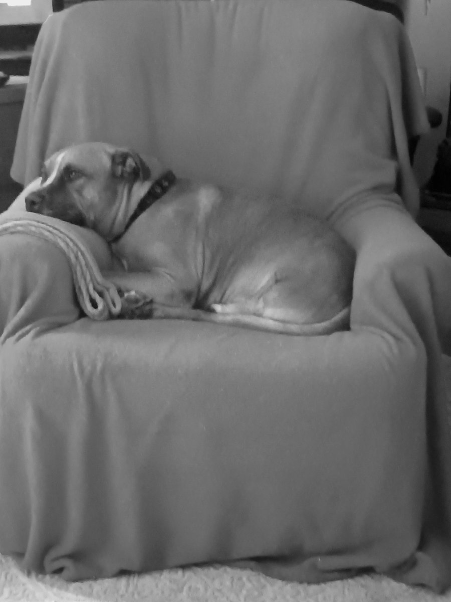 Hi y'all, 👋 After 6 mo looking for a place, I got an apartment. It's been rough. Sad to say that my 12yr dog will not be making the move. He passed away yesterday. Zeus had bone cancer. 💔😥