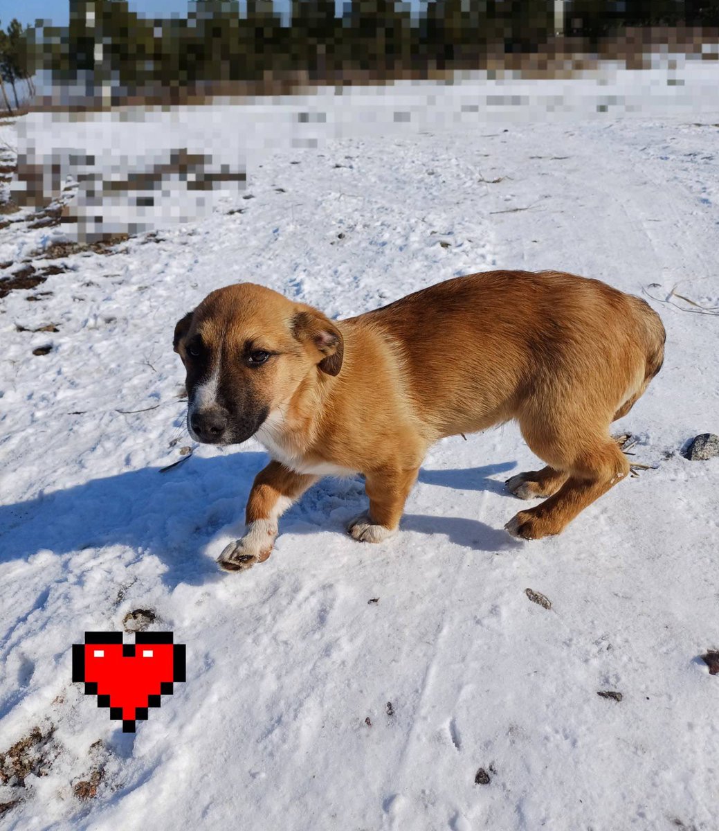 bbnkoa's tweet image. Вірю в силу інтернету та прошу репосту❗️

Цей красунчик шукає дім.(м.Київ) Можливо хтось давно хотів собі маленького друга. У вас є шанс врятувати і подарувати щастя собі та малесенькому песику