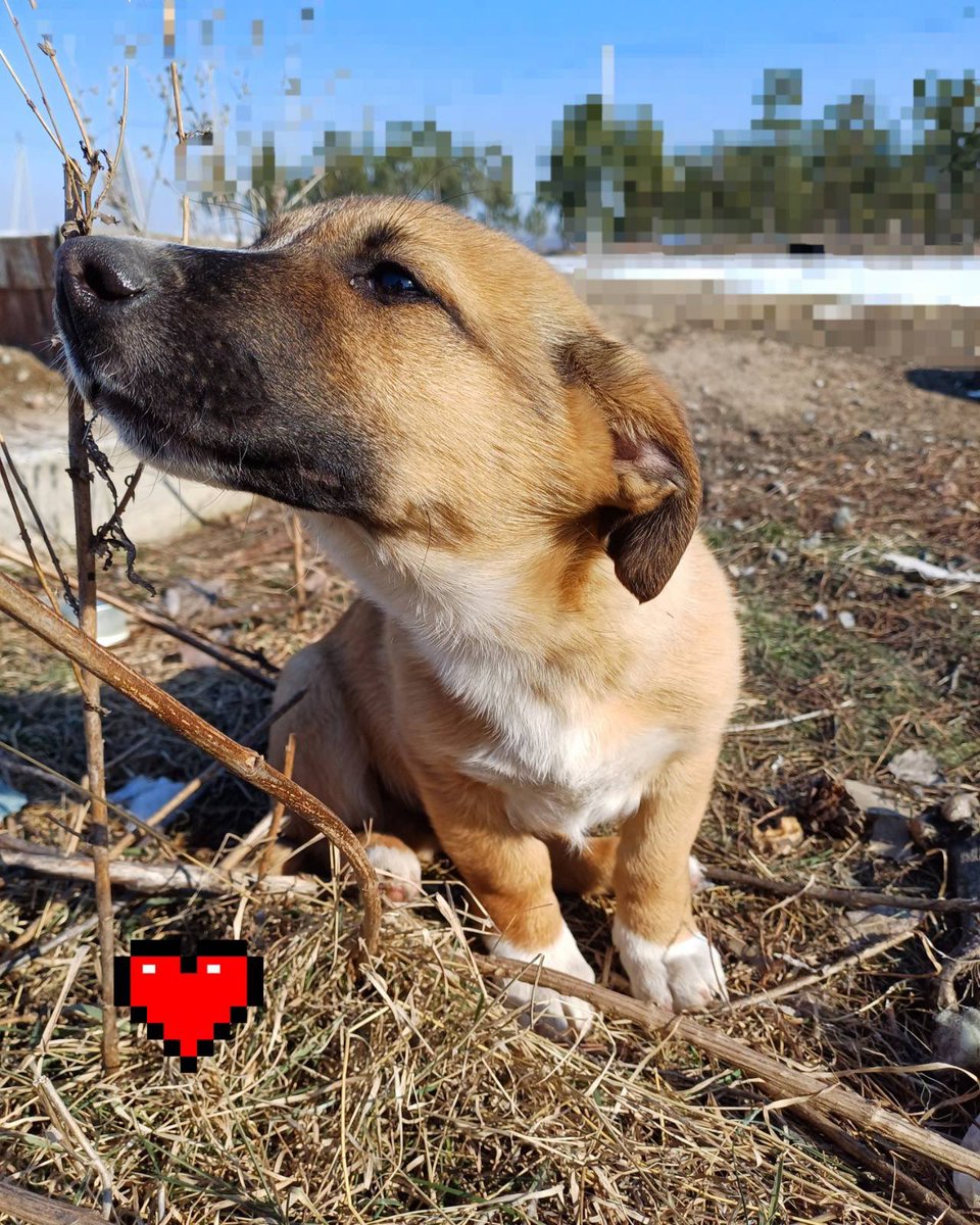 bbnkoa's tweet image. Вірю в силу інтернету та прошу репосту❗️

Цей красунчик шукає дім.(м.Київ) Можливо хтось давно хотів собі маленького друга. У вас є шанс врятувати і подарувати щастя собі та малесенькому песику