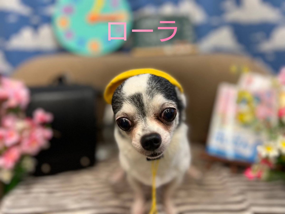 mirimama666's tweet photo. 我が家の愛娘🐕
ローラ＆ジェナーです！
ローラ15歳！ジェナー13歳！
愛犬家の人や犬が好きな人と仲良くしたいと思います☺
散歩の様子や日々の生活の様子などを投稿していきますので仲良くしてください☺
#チワワ
#チワワのいる暮らし 
#犬のいる暮らし 
#犬好きな人と繋がりたい https://t.co/daj3FnDI7E